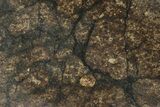 Chondrite Meteorite ( g) Slice with Shock Veins - Morocco #227979-1